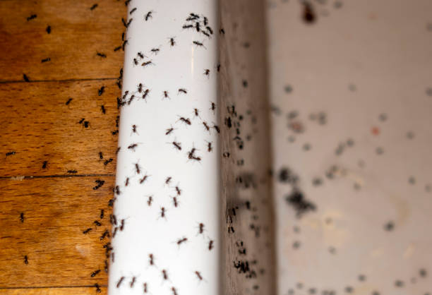 Best Pest Prevention Services  in Chester, WV